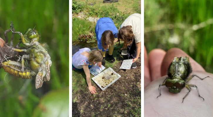 Aurora Hedgeway School pond dipping and outdoor learning