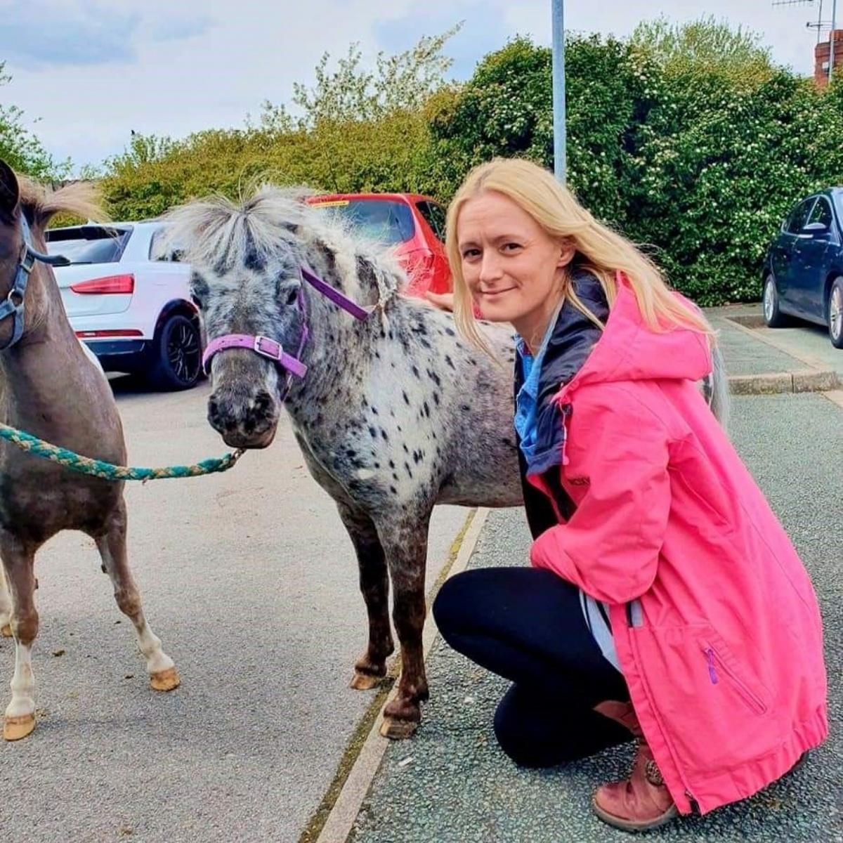 Miniature Therapy Horses Visit Aurora Hanley Aurora